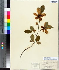 Stewartia malacodendron image