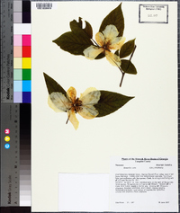 Stewartia ovata image