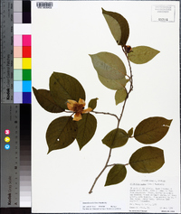 Stewartia ovata image