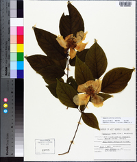 Stewartia ovata image