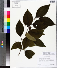 Stewartia ovata image