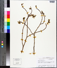 Dirca palustris image