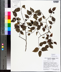 Celtis tenuifolia image