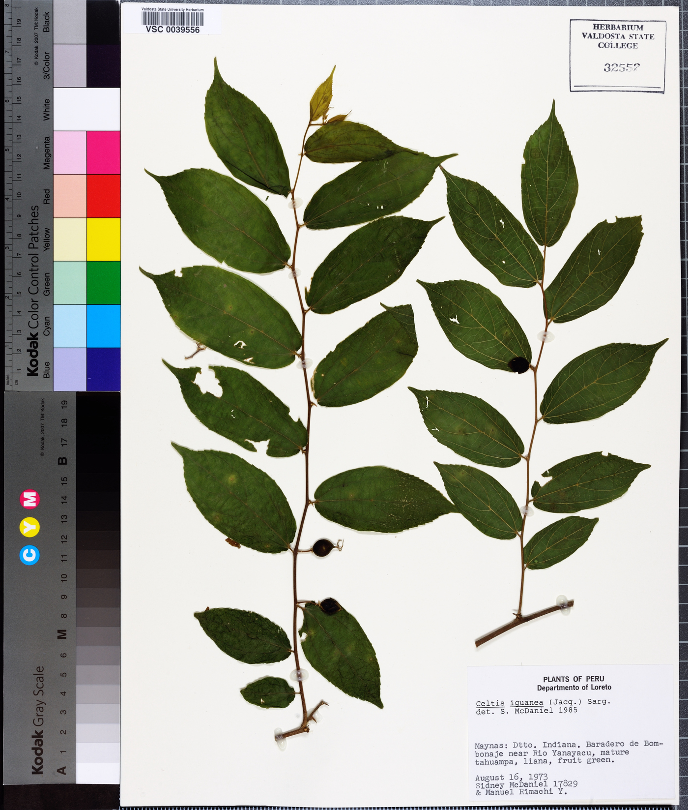 Celtis iguanaea image