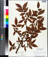 Ulmus alata image