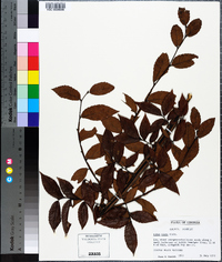 Ulmus alata image