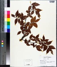 Ulmus alata image