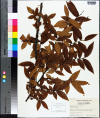 Ulmus alata image