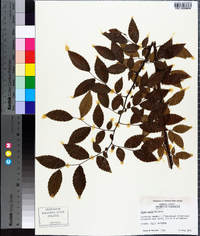 Ulmus alata image