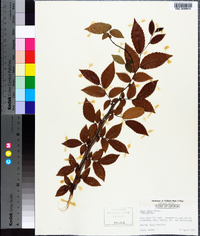 Ulmus alata image