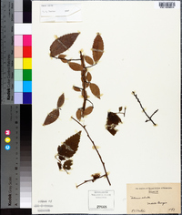 Ulmus alata image