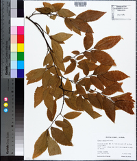 Ulmus alata image