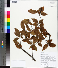 Ulmus alata image