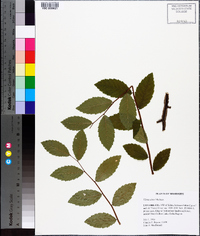 Ulmus alata image