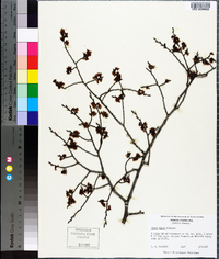 Ulmus alata image