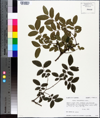 Ulmus crassifolia image