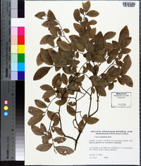 Ulmus crassifolia image