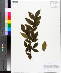 Ulmus crassifolia image