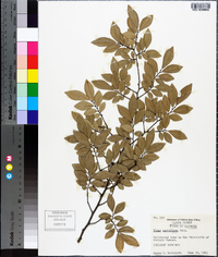 Ulmus parvifolia image