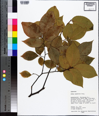 Ulmus serotina image