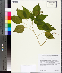 Laportea canadensis image