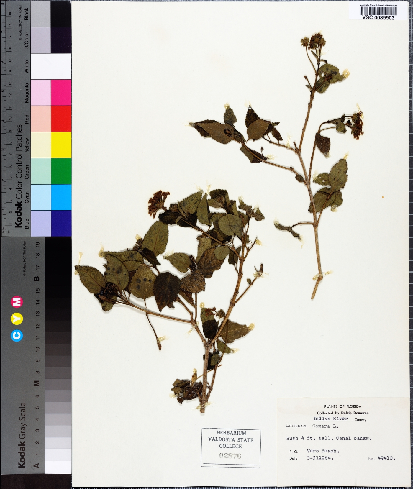 Lantana depressa image