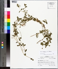 Phyla nodiflora image