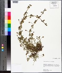 Phyla nodiflora image