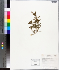 Phyla nodiflora image