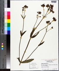 Verbena bonariensis image