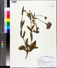 Verbena bonariensis image