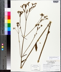 Verbena brasiliensis image