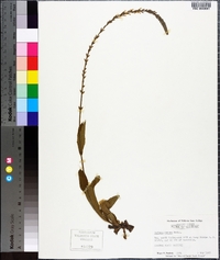 Stylodon carneus image