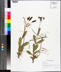 Verbena rigida image