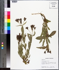 Verbena rigida image