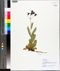 Verbena rigida image