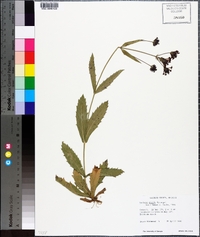 Verbena rigida image