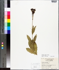 Verbena rigida image