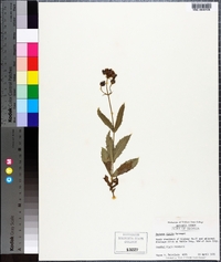 Verbena rigida image