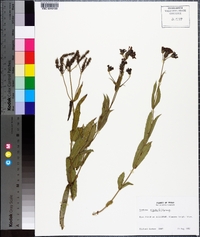 Verbena rigida image