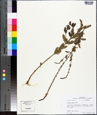 Verbena xutha image