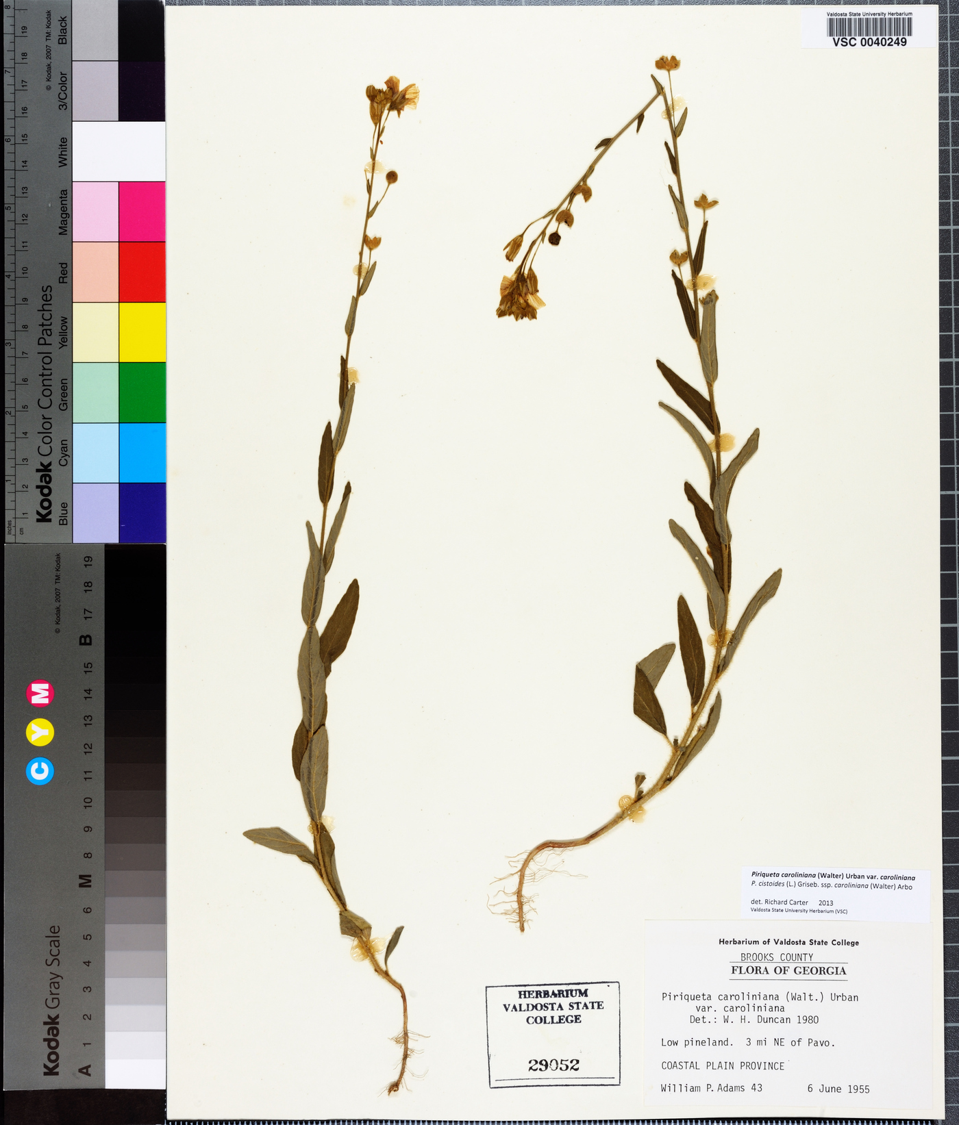 Piriqueta cistoides subsp. caroliniana image