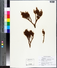 Phoradendron juniperinum image