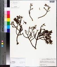 Phoradendron bolleanum image