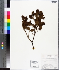 Phoradendron leucarpum subsp. tomentosum image