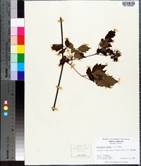 Ampelopsis arborea image