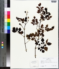 Ampelopsis arborea image