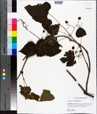 Ampelopsis aconitifolia image