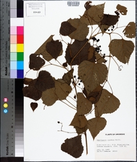 Ampelopsis aconitifolia image