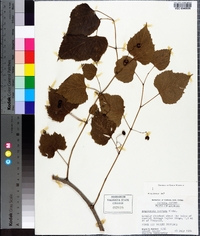 Ampelopsis aconitifolia image